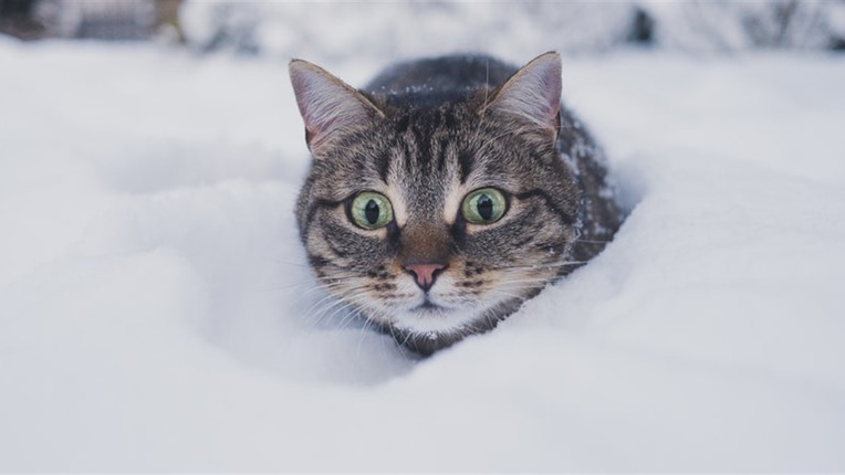 Віра Балабух про погоду взимку