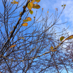 котики зацвіли у Рівному