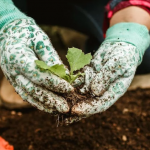Гріх чи забобони: чи можна садити городину в Страсний тиждень