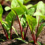 Як підживити буряк навесні