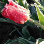 Найхолодніша ніч за 32 роки: у Луцьку зафіксували температурний рекорд