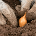 У які дні листопада 2025 садити озиму цибулю: місячний календар