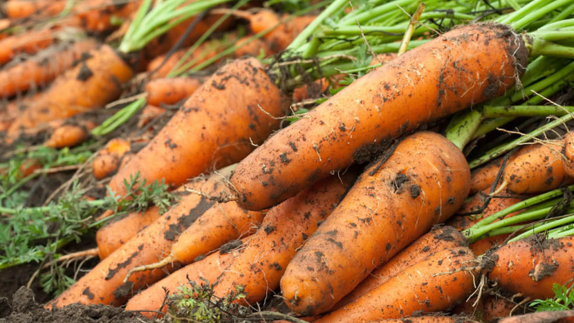 Як підкормлювати моркву?