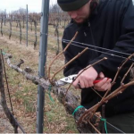 Виноград потребує раннього догляду навесні: поради для щедрого врожаю