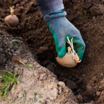 ранні сорти картоплі