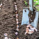 Коли садити ярий часник у квітні-травні 2026: місячний посівний календар