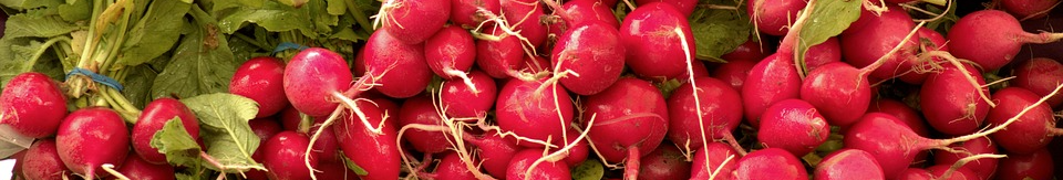 Коли садити редиску у відкритий ґрунт у 2026 році, щоб дуже швидко отримати врожай