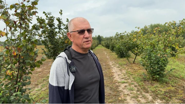Привіз 40 кущів із Польщі, а тепер має понад 500: як волинянин вирощує фундук
