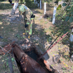 В Луцькому районі у вигрібну яму провалився кінь