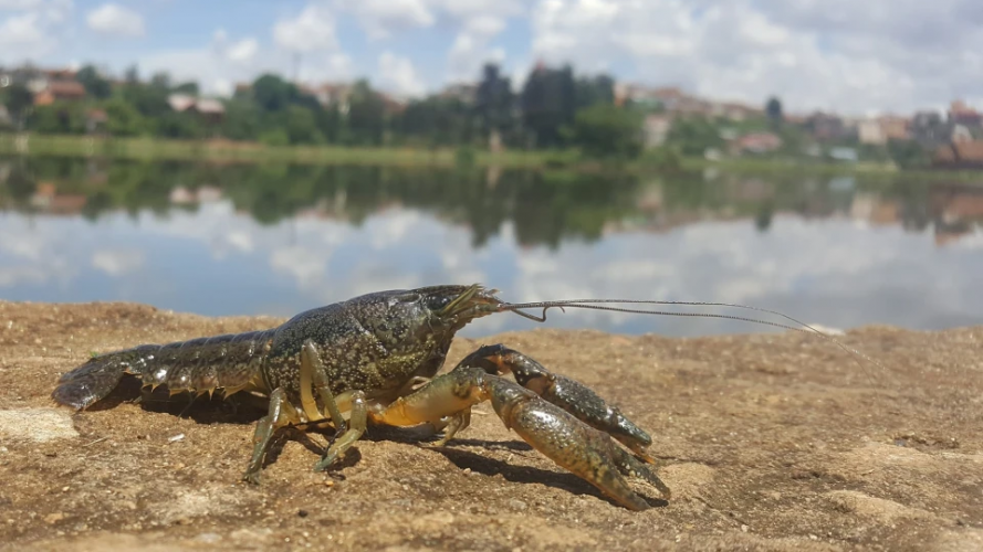 На Волині стартує заборона на вилов раків у водоймах