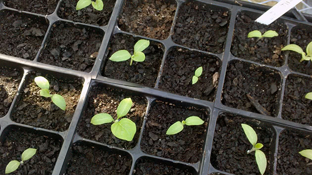 У які дні сіяти перець і баклажани на розсаду у лютому і березні 2026: не пропустіть ці дати за місячним календарем