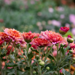 Спосіб «легше легкого»: чим укрити хризантеми на зиму