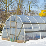 Як отримати ранню зелень і овочі: підзимовий посів у теплиці