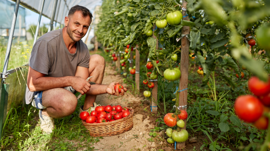 Люди самі збирають томати: біля Луцька просто з поля продають помідори