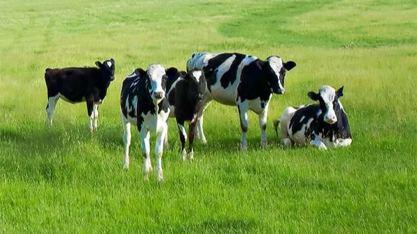 У багатьох селах на Волині знайшли лейкоз у корів: лікування від хвороби немає