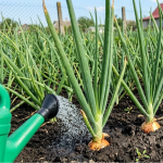 Як правильно підживлювати цибулю, щоб отримати великі головки