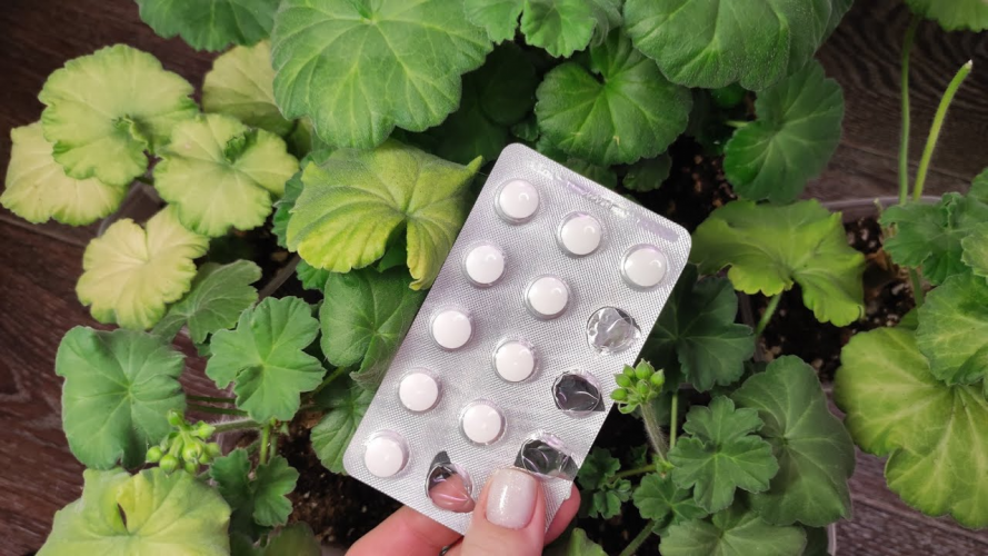 Три аптечні препарати допоможуть оживити пеларгонії взимку