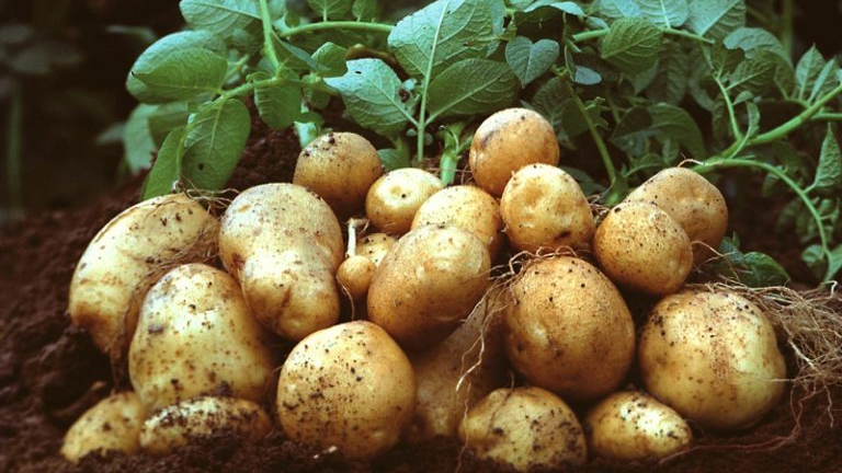Чи можна садити картоплю із супермаркету