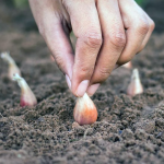 Секрети посадки цибулі, які допоможуть виростити щедрий урожай