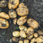 які сорти картоплі не треба садити