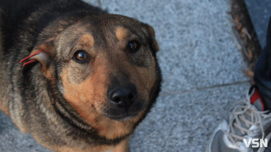 У Луцьку на дорослих та дітей знову нападають зграї собак: що відомо та як діяти