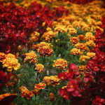 вирощування чорнобривців