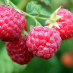 вирощування малини