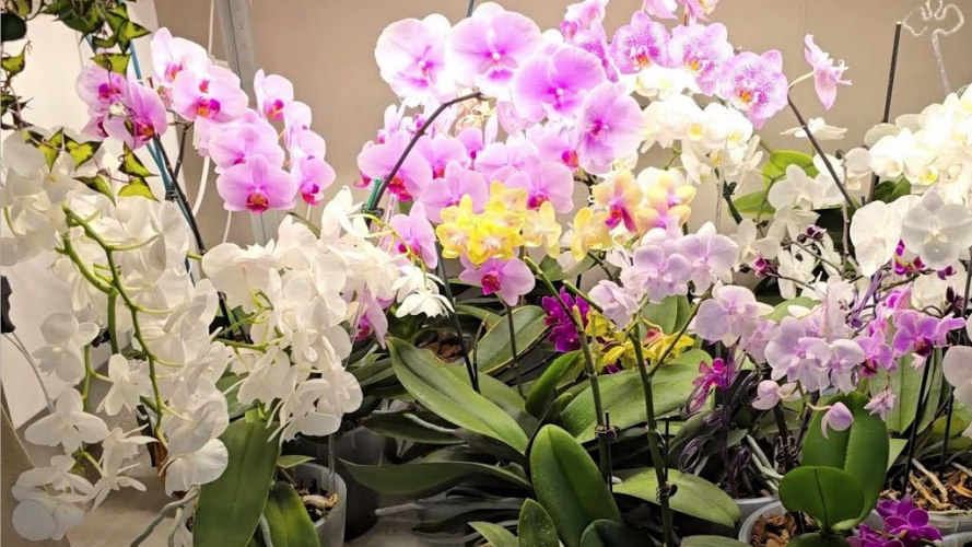 Чим підживити орхідею взимку для цвітіння та росту