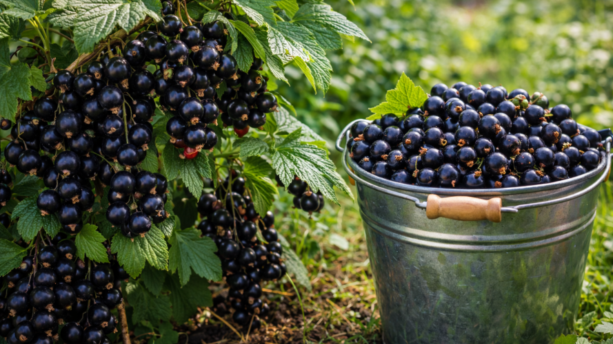 підживлення смородини