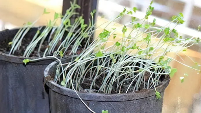 Що робити, якщо розсада витягнулася і стала тонкою та довгою: поради, які швидко допоможуть