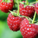 підживлення малини