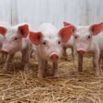 Поросята на Волині подорожчали: скільки зараз коштує молодняк і які породи найдешевші