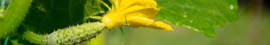 Підживлення огірків під час цвітіння: як отримати рясну зав’язь