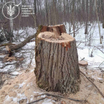 568 пнів і мільйонні втрати: у громаді на Волині розслідують незаконну вирубку