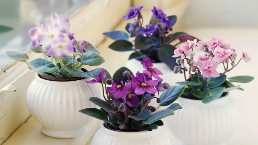 Цвіте навіть узимку: натуральний кухонний стимулятор, який змушує фіалки рясно квітнути