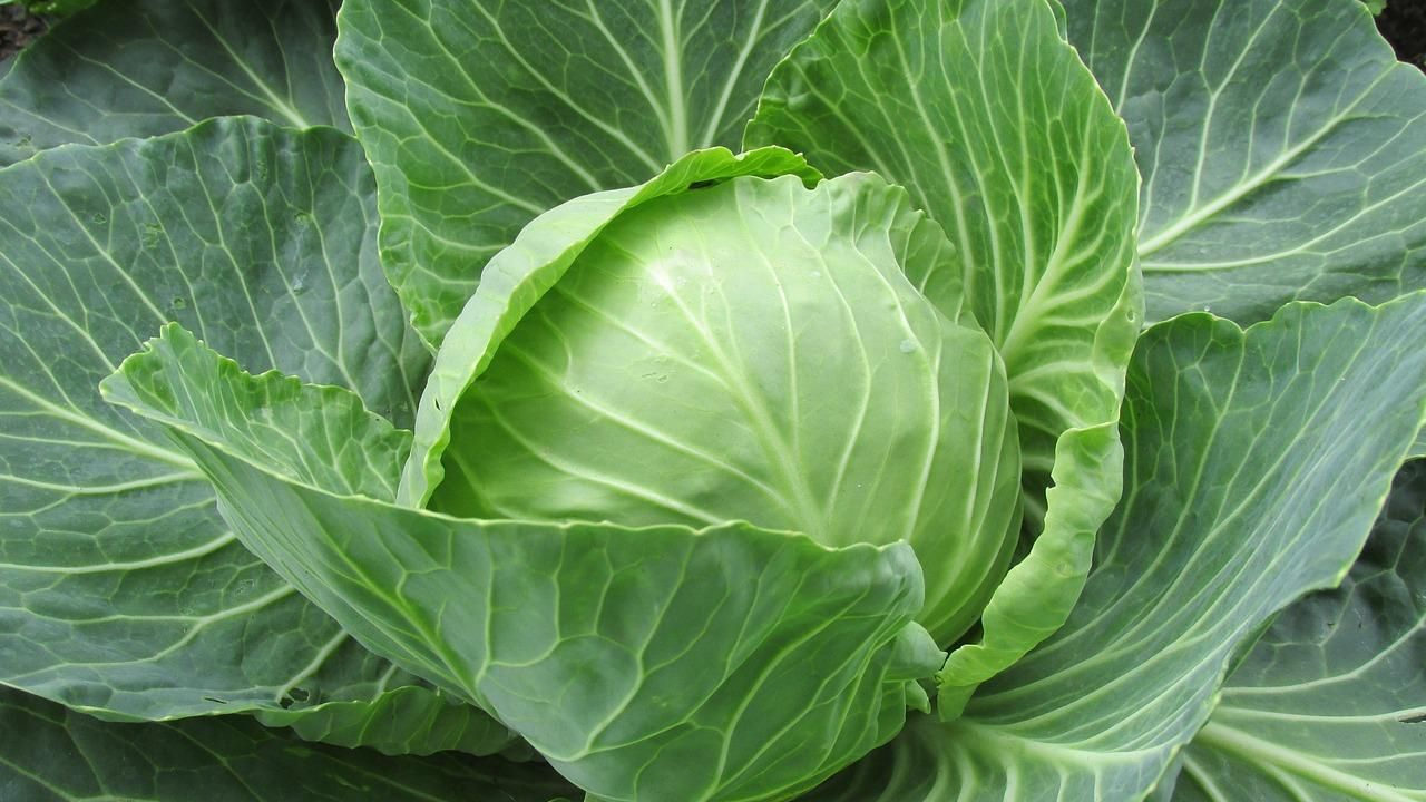 шкідники на капусті