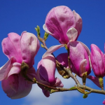 Чому магнолія може зачахнути після зими і як її врятувати: поради для пишного цвітіння