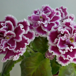 Фіалки вибухнуть цвітінням: просте підживлення, яке змінює все