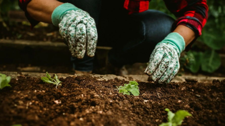 Лише ці 3 дні під абсолютною забороною: коли та що садити у березні