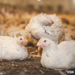 Весняний догляд за бройлерами: поради від ветеринара Avesterra Group