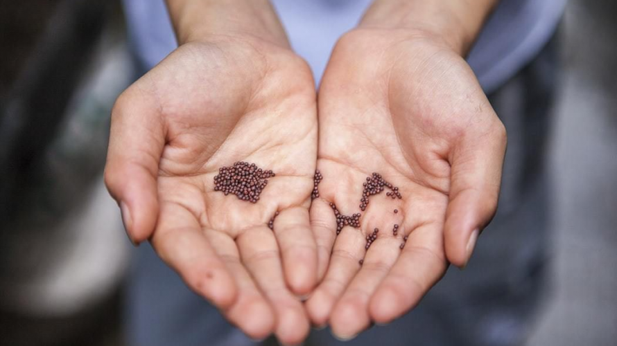 посів дрібного насіння