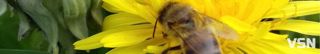 Як підготувати вулики до весняного сезону на Волині?