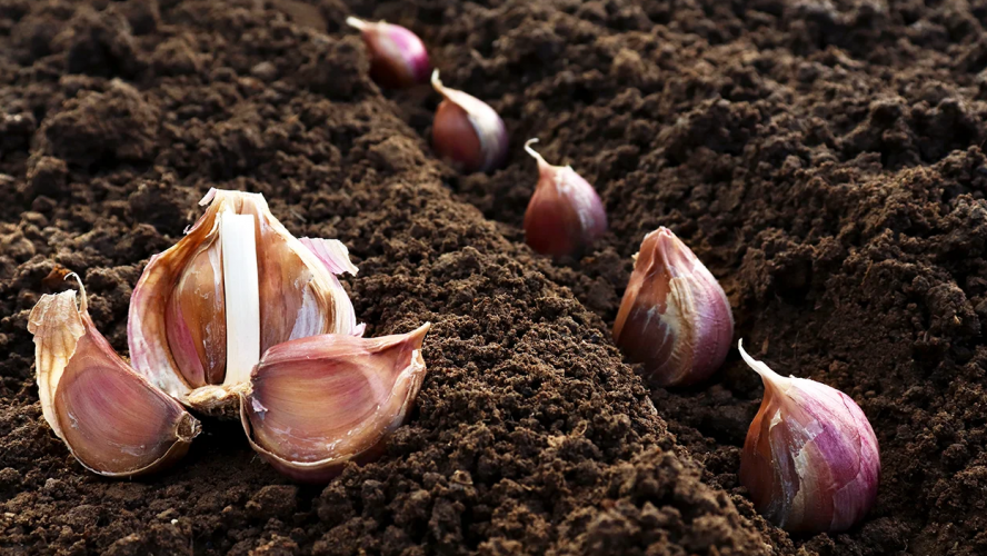 Коли садити часник у листопаді 2025 року: є лише декілька найкращих днів для найкращого врожаю