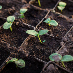 Не поспішайте з огірками: золоте правило великого врожаю