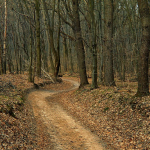Пішла по гриби й не повернулася: на Волині в лісі знайшли тіло жінки