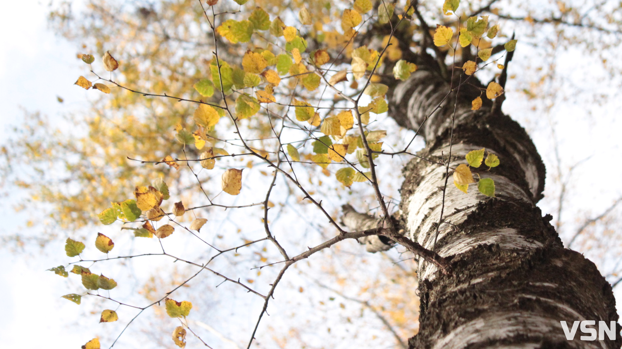 Якою буде погода на Волині та у Луцьку на вихідні 1 та 2 листопада