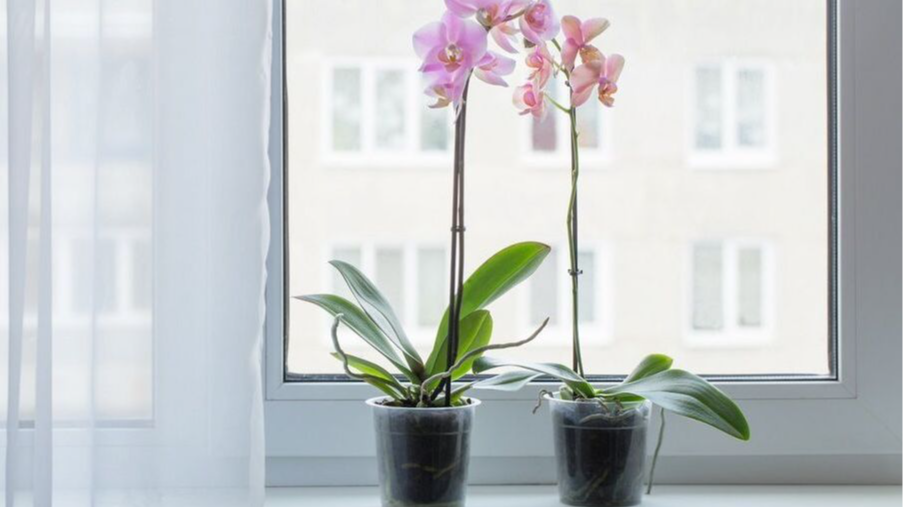 Як правильно розмістити орхідею вдома: на якому вікні вона росте найкраще