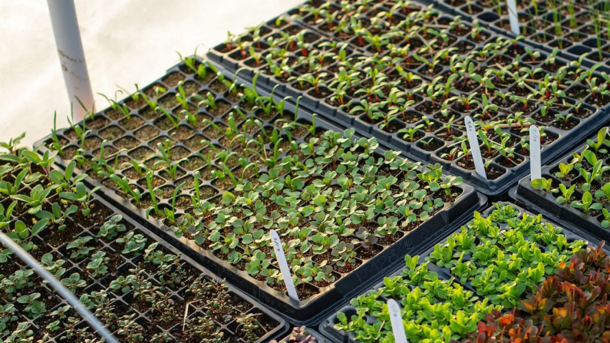 В які дні садити перець і баклажани на розсаду: місячний календар на березень 2026