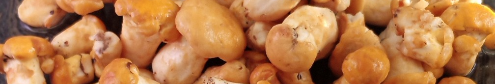 У волинських лісах вже з’явилися перші лисички: сезон стартував раніше звичного