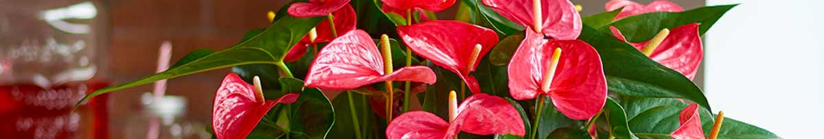 Антуріум росте, але не квітне? 1 ложка цього підживлення - і «чоловіче щастя» буде цвісти весь рік